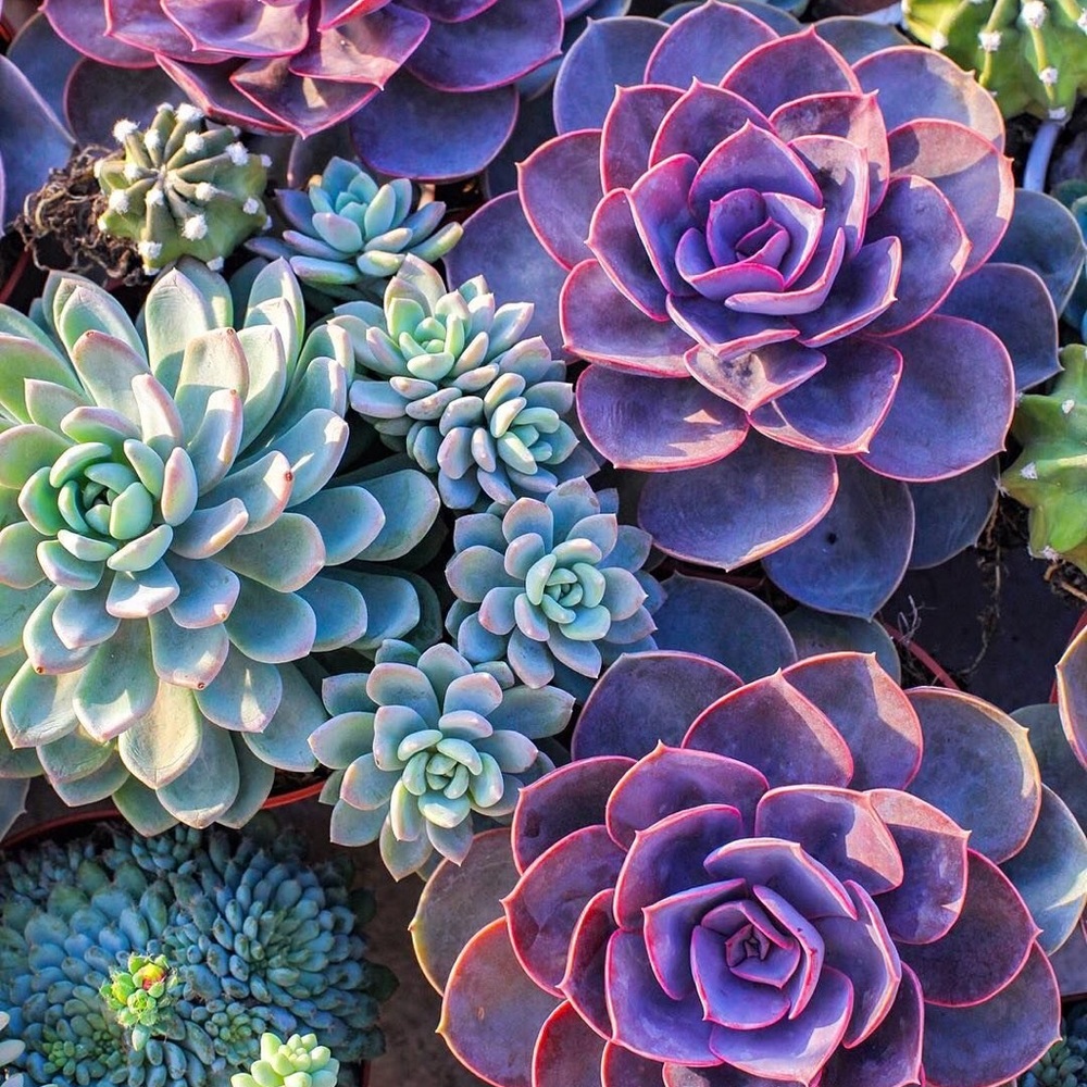 Meet your Posher, Dayley